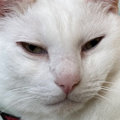 絵師の煮こごり