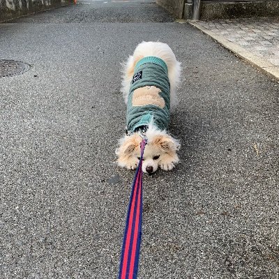 🧢🐨ゆか🐬🌴