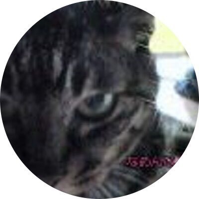 虎猫のゆこるは大和のおとも🌺