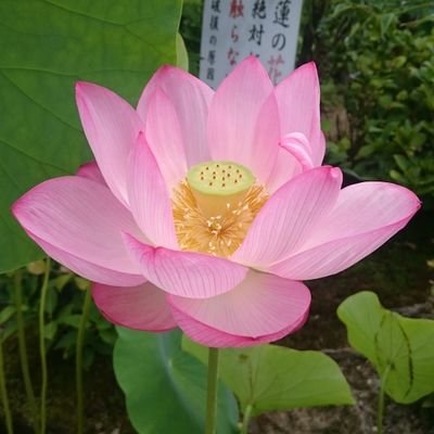 あんこのゆみこ