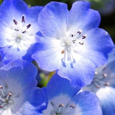 こっぺ🐻💙🚀