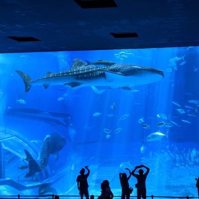 ゆぅ(유우)💜COSMO🧸