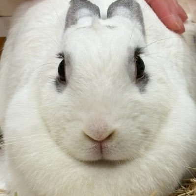 もちもち大福うさぎ