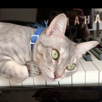 たんぽぽ組 (たんぽぽ)