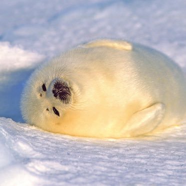 まゆりうむ (まゆり)