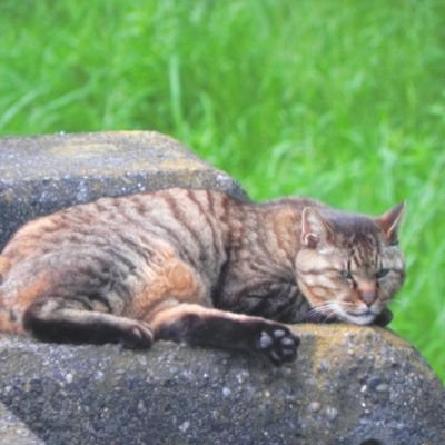 @do_aki のプロフィール画像