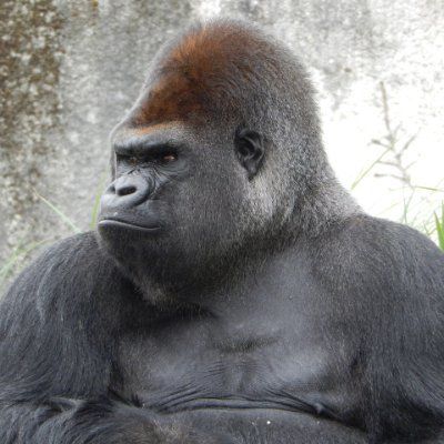 avatar for gorilla0513