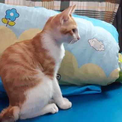 johnniecoder's avatar