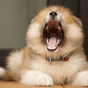 koinunopochi(ぽち)