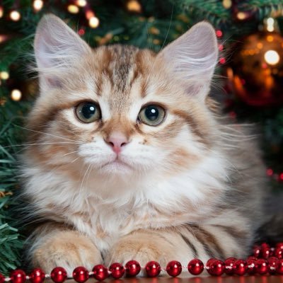 れんのファンティア (れん)