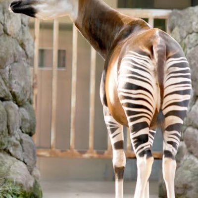 ｵｶﾋﾟのえちえち動画 (ｵｶﾋﾟのえちえち動画)