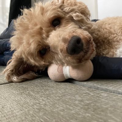 よもゆりファンクラブ (蓬田結梨杏)