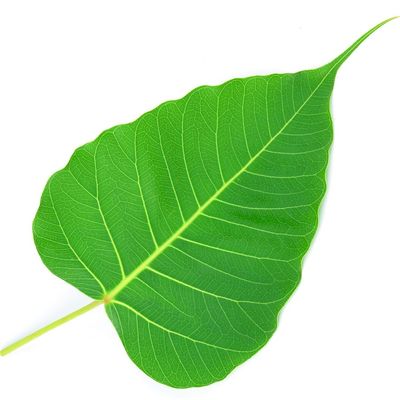 @InsightMeditationCenter